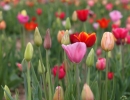tulip-field-2