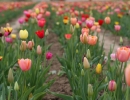 tulip-field-3